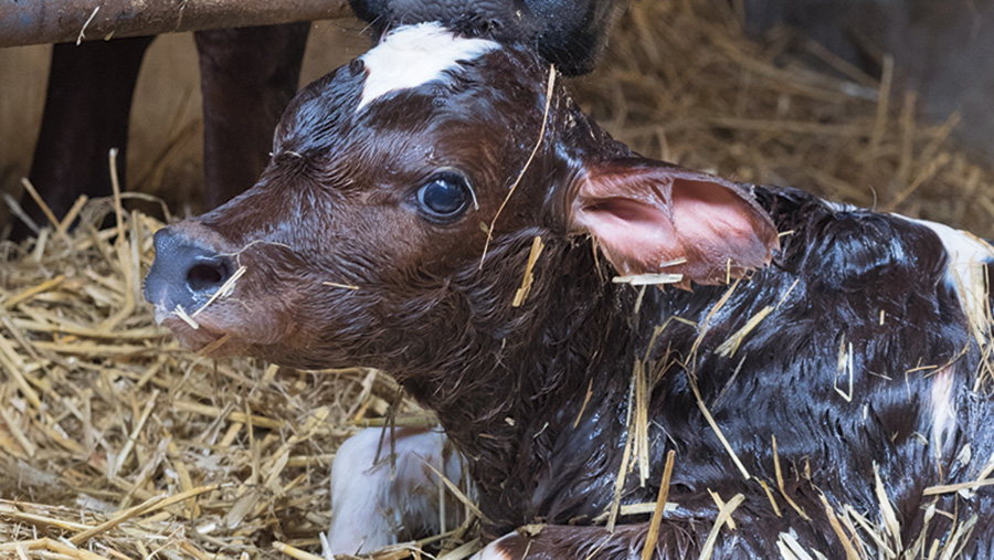 Calf Scours (3)