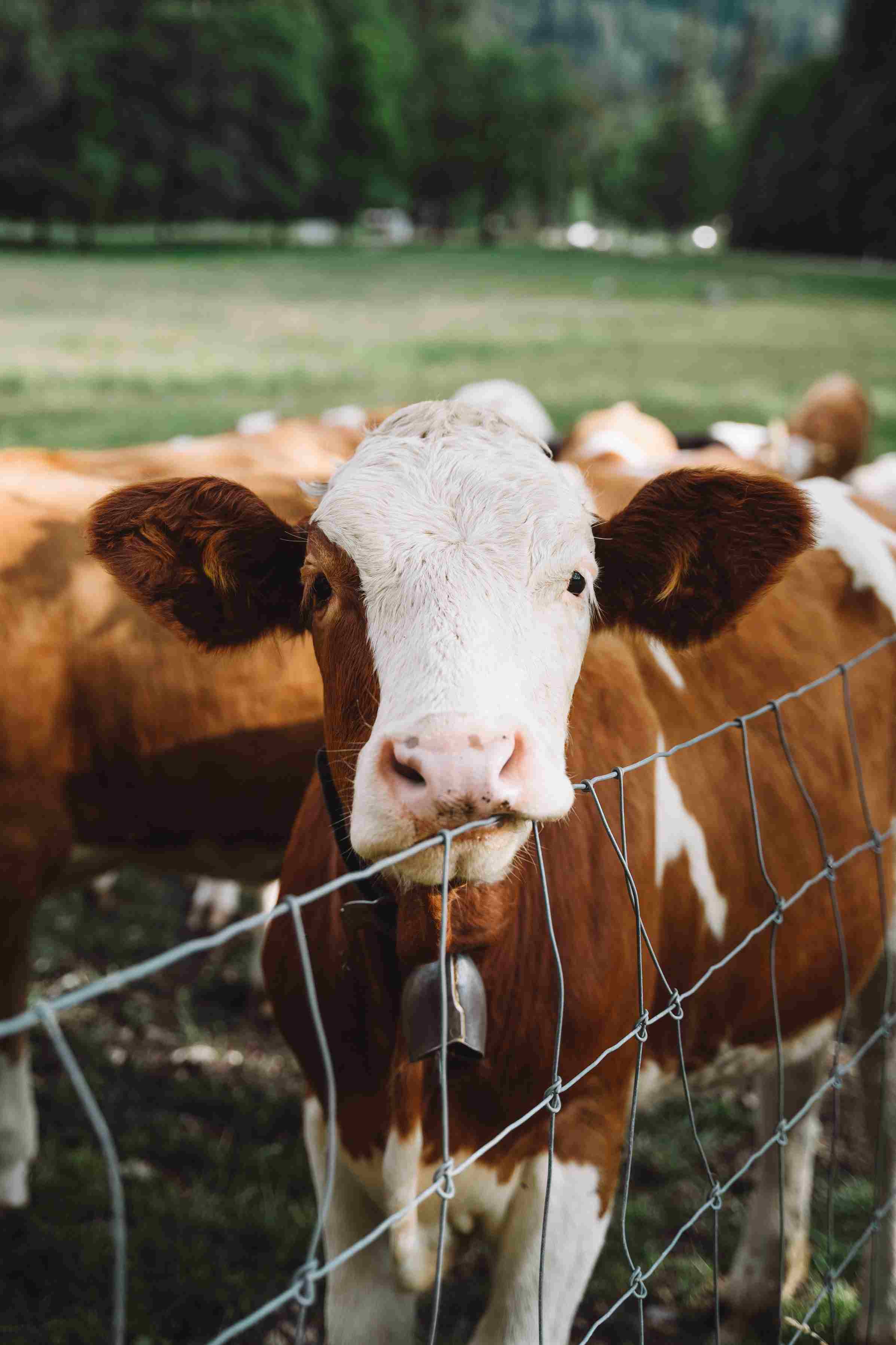 Cattle (2)