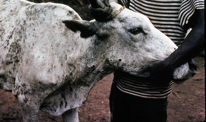 Cattle (3)