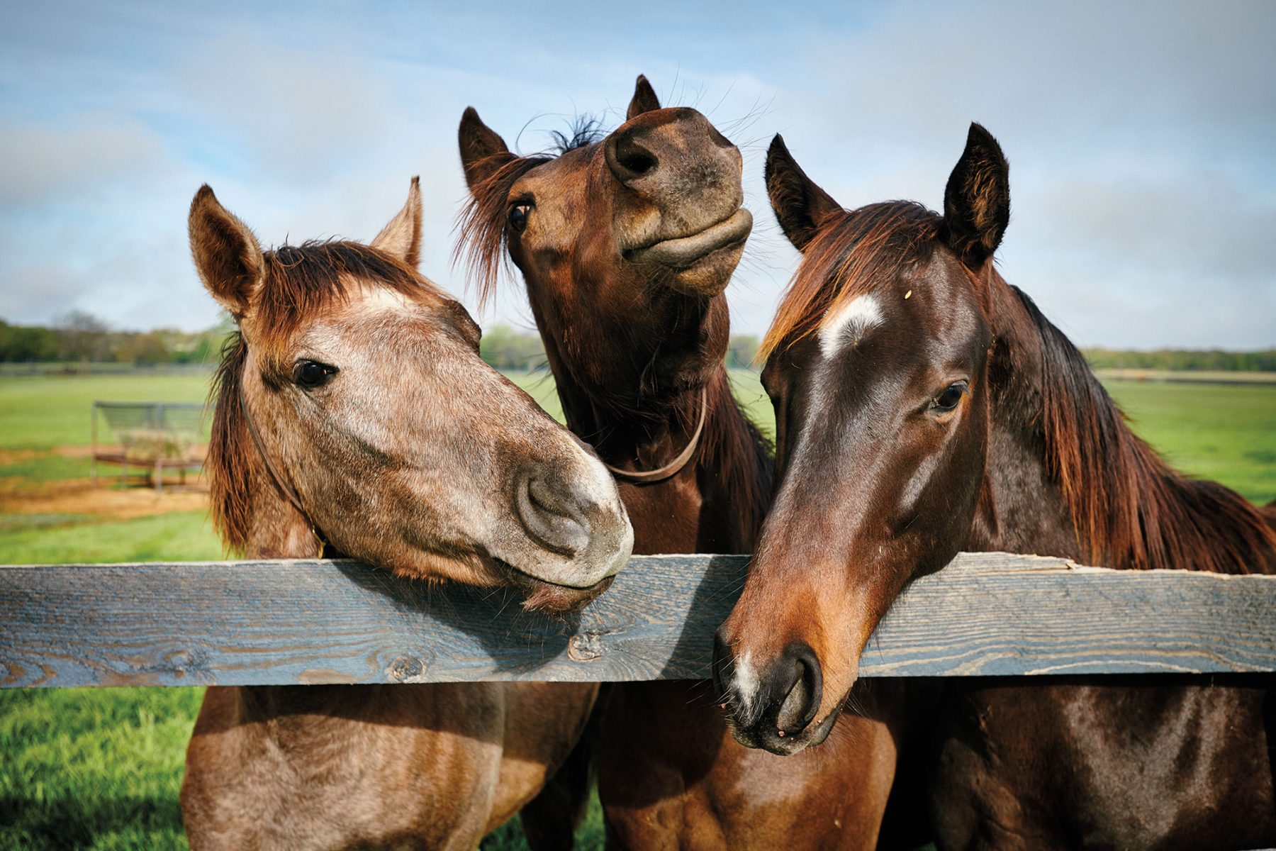 EQUESTRIAN (HORSES) (2)
