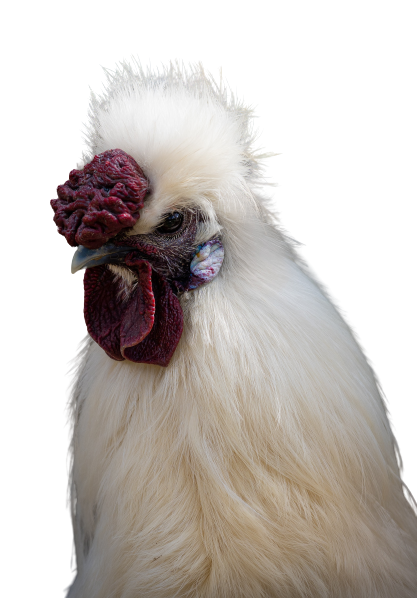 Poultry