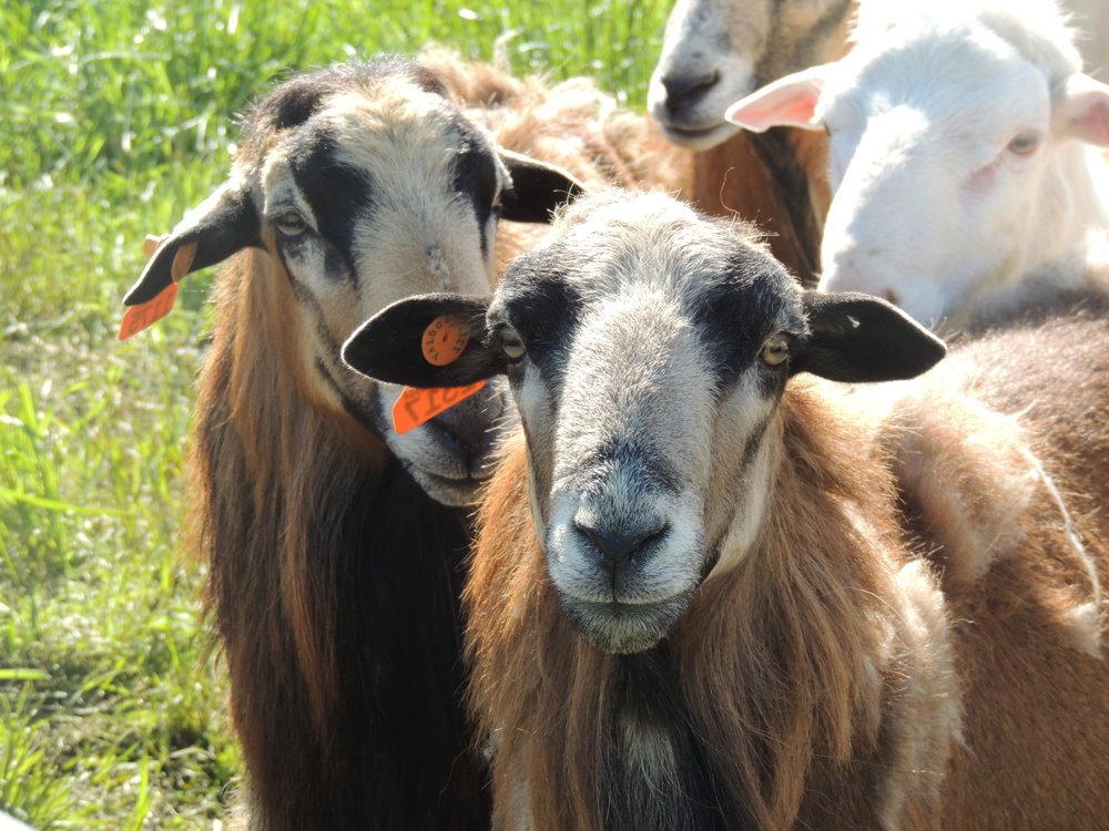 Small Ruminants