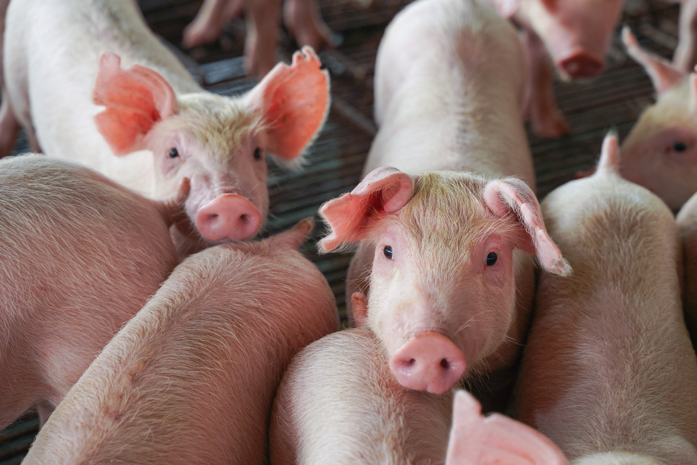Swine Farm