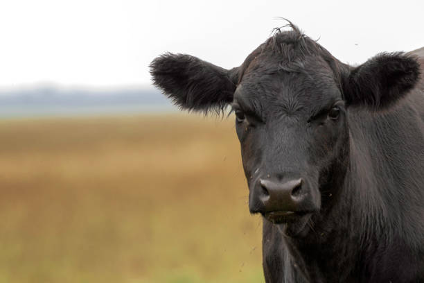 Image of beef cattle on pasture