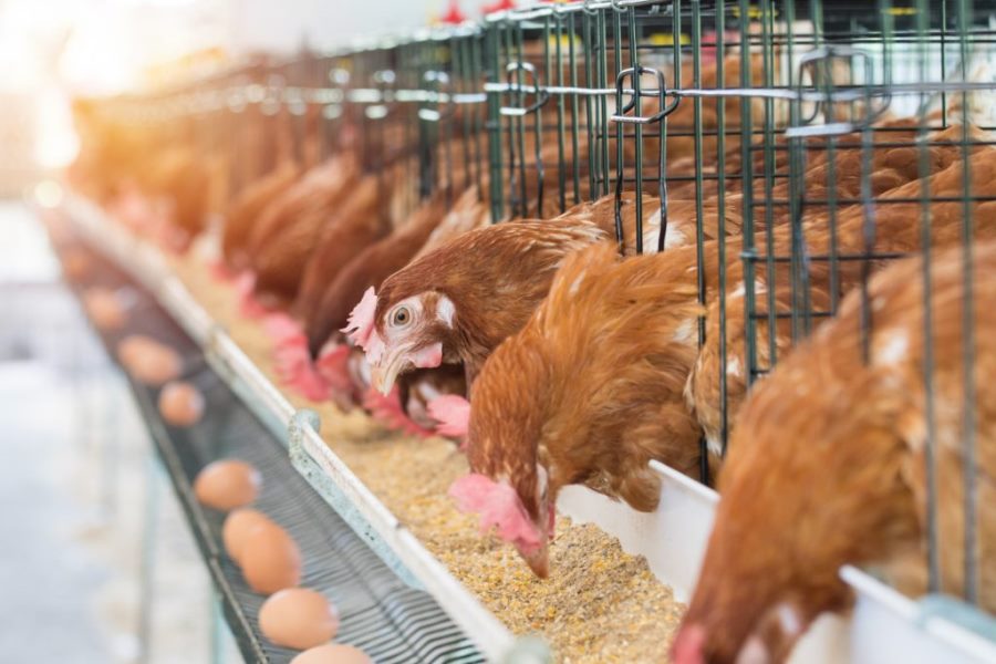 Hen, Chicken eggs and chickens eating food in farm