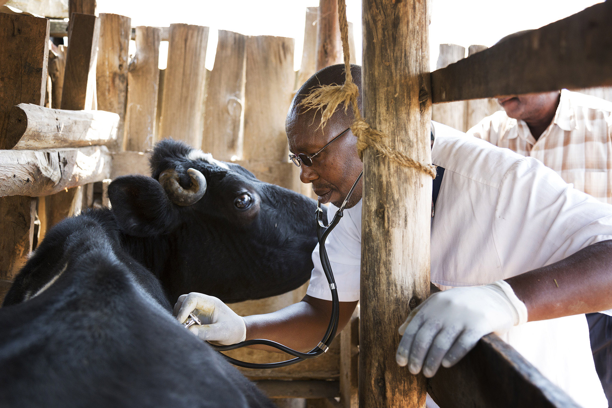Dr Samuel Mathenge Ngatia (vet), June 2017, Gilgil District, Kenya.